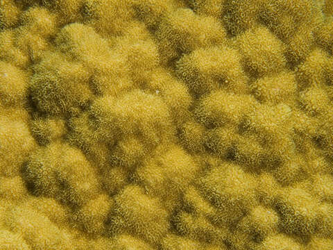 Image of Mustard Hill Coral