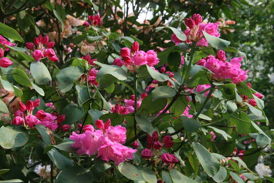 Image of Rhododendron orbiculare Decne.