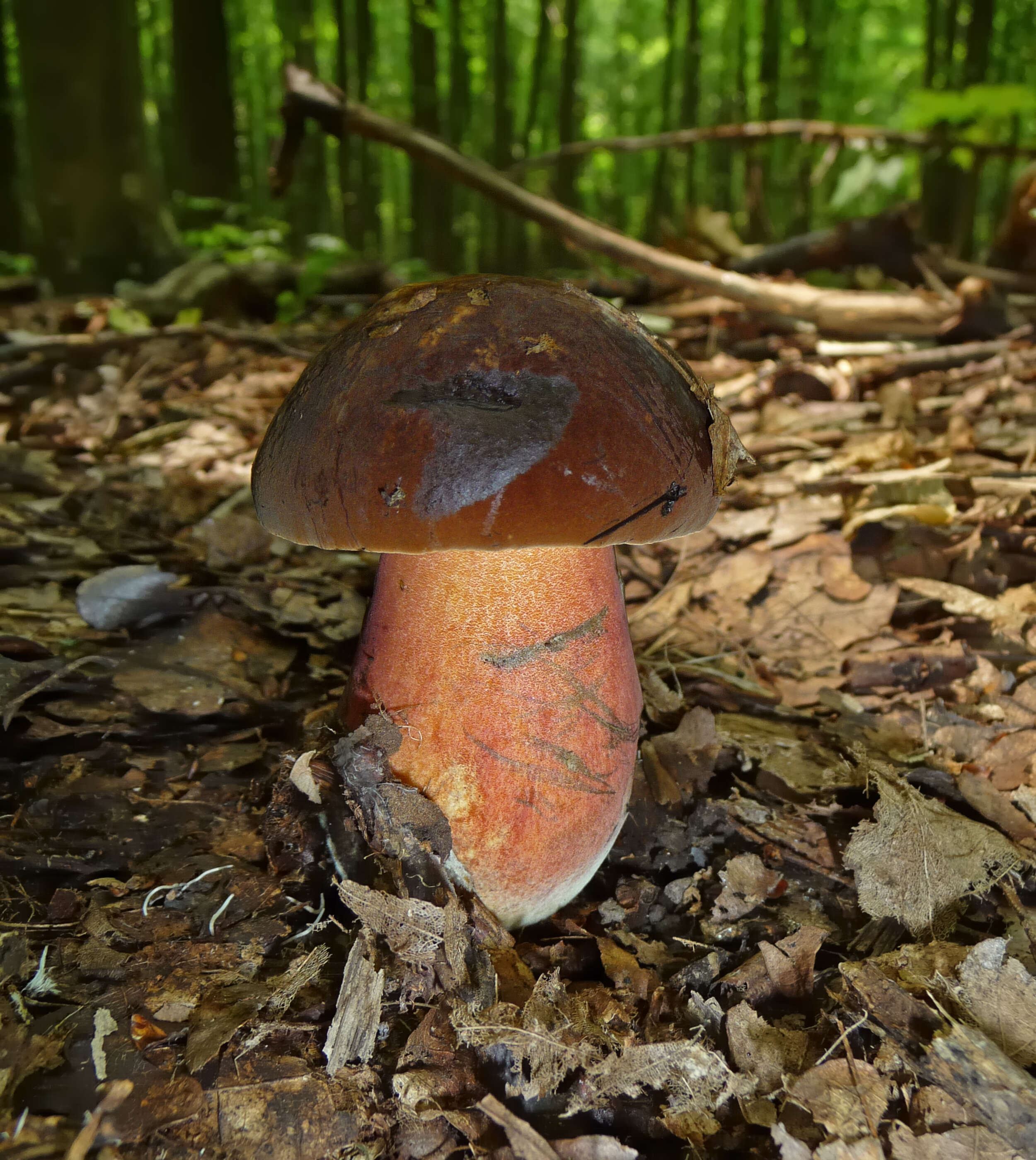 Image of Neoboletus luridiformis (Rostk.) Gelardi, Simonini & Vizzini 2014