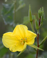 Image of Hooker's evening primrose