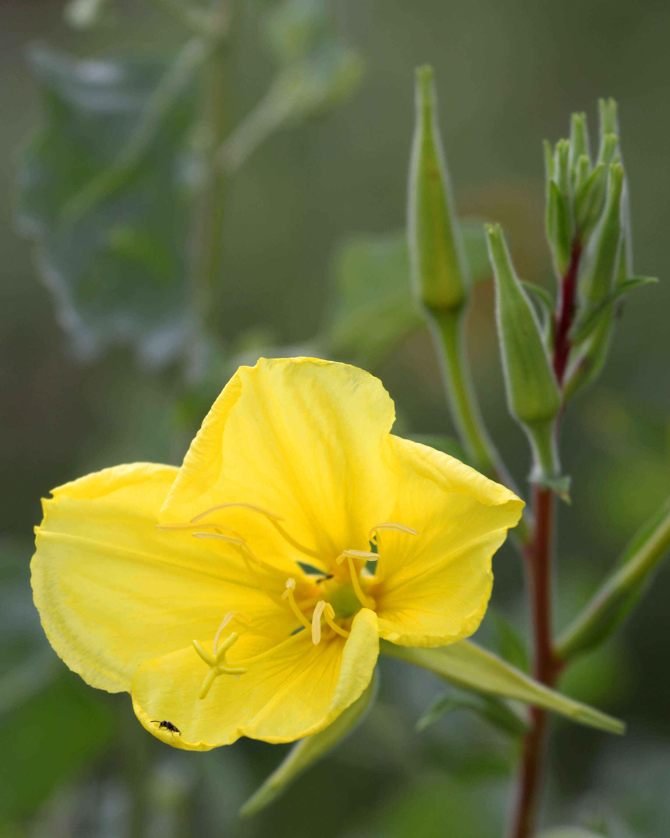 Imagem de Oenothera elata Kunth