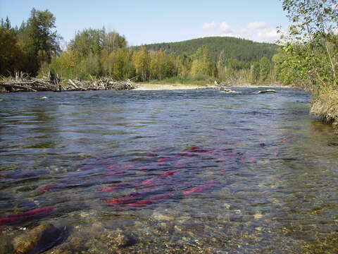 Image of Sockey Salmon