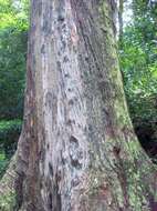 Image of Eucalyptus blaxlandii Maiden & Cambage