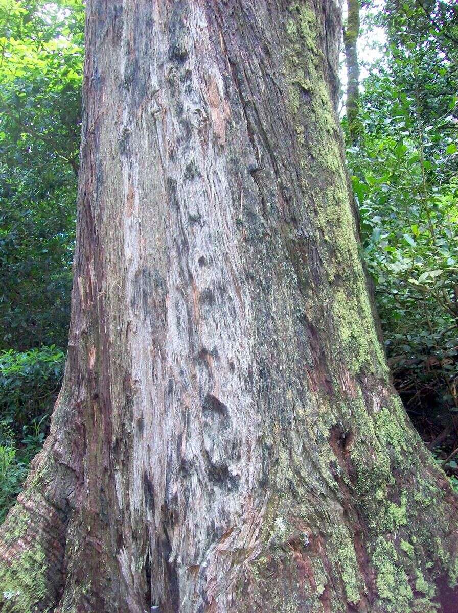 Image of Eucalyptus blaxlandii Maiden & Cambage