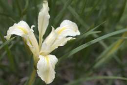 Image of bowltube iris