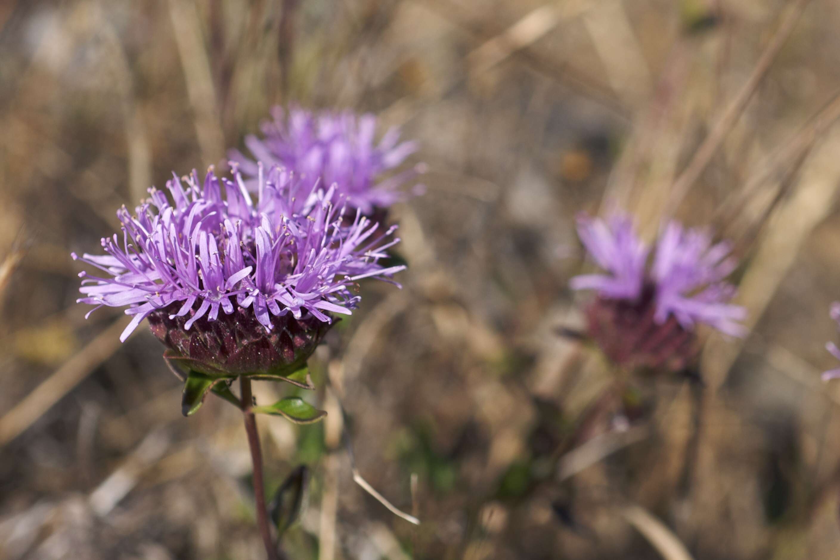 Monardella purpurea Howell的圖片