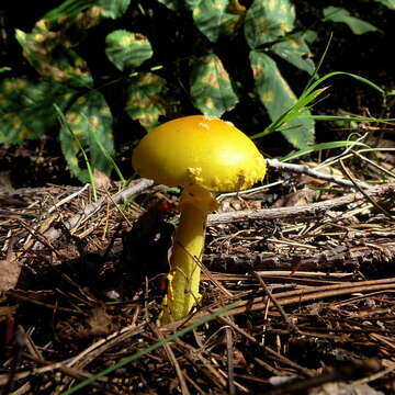 Image of Amanita flavoconia G. F. Atk. 1902