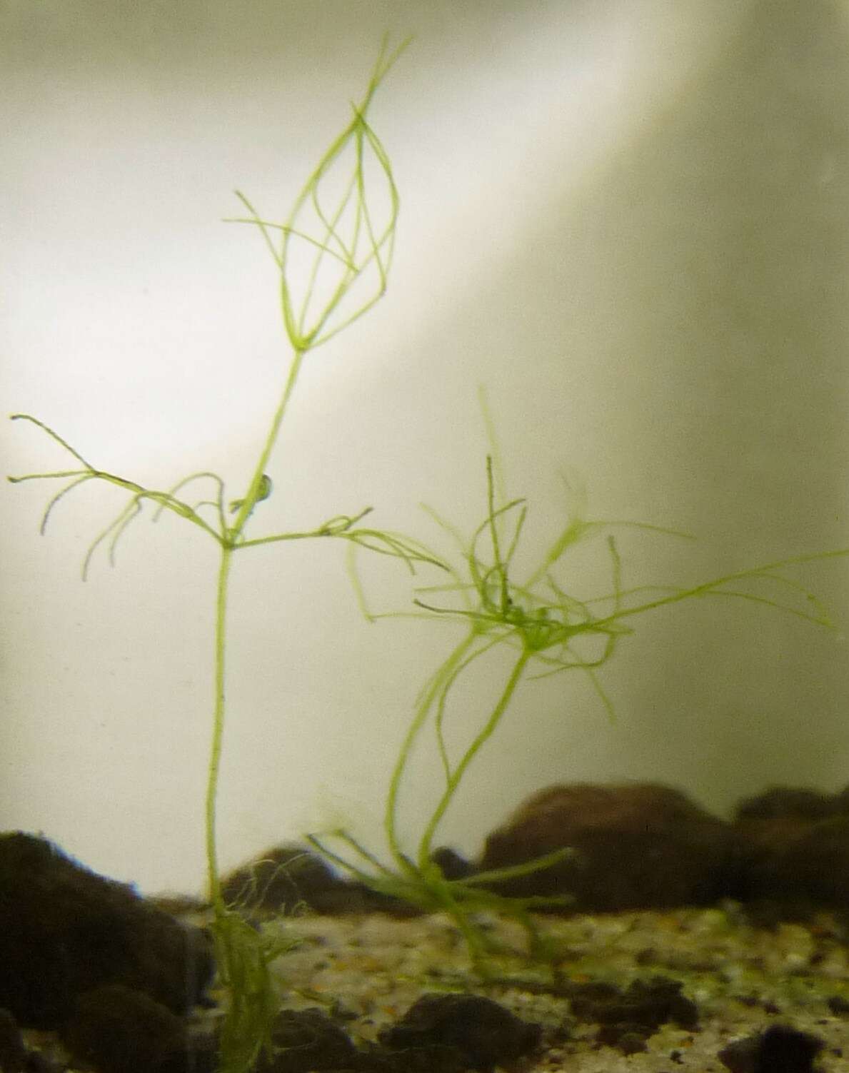 Image of Stonewort