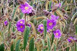 Image of Solanum brownii Dun.