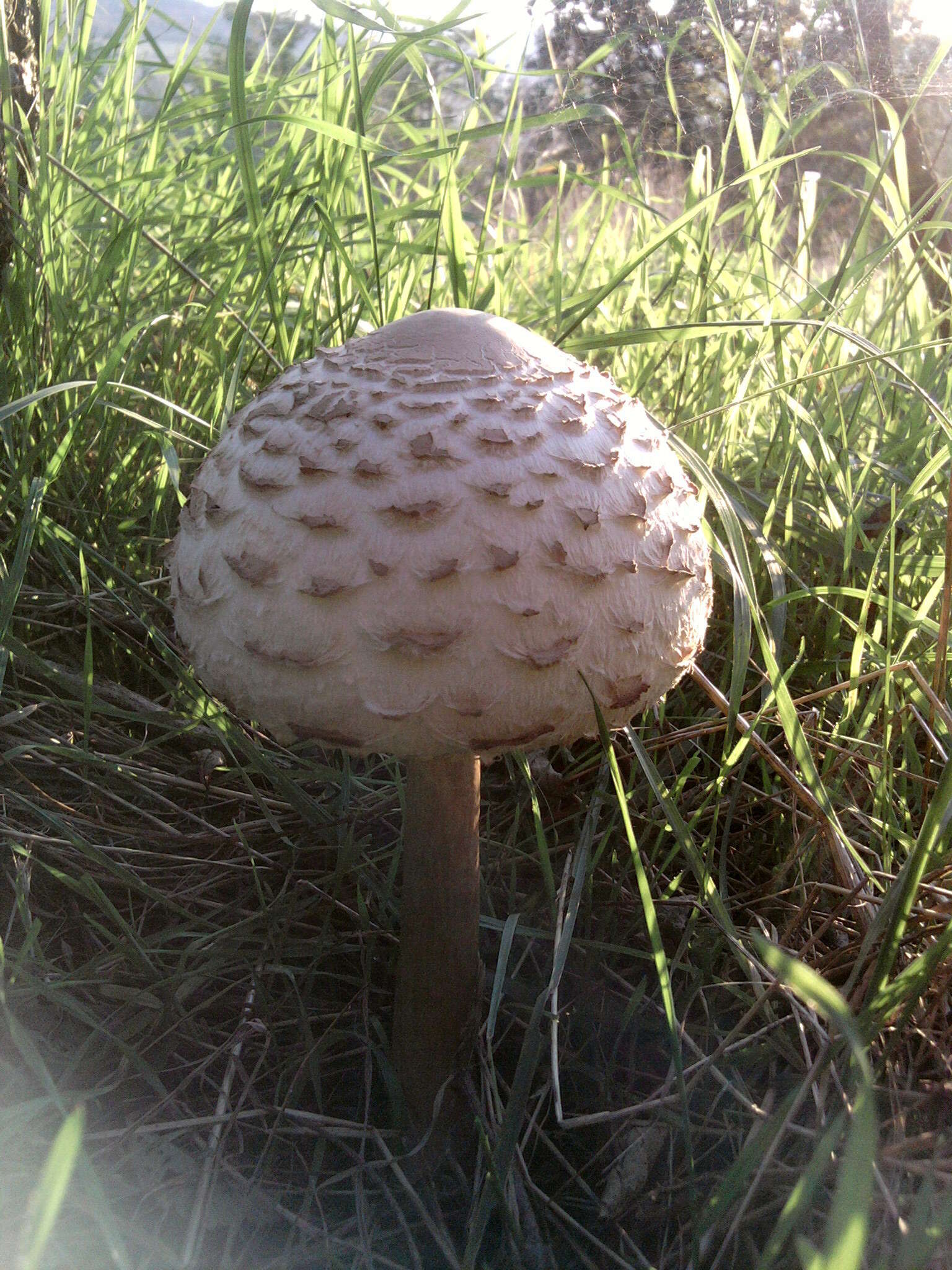 Image of Macrolepiota excoriata (Schaeff.) Wasser 1978