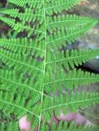 Image of cuplet fern