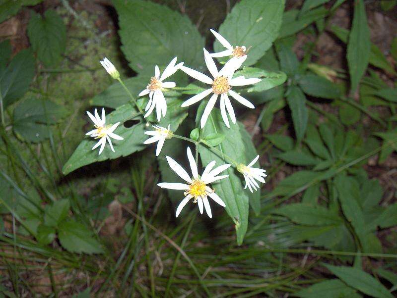 Image of white wood aster