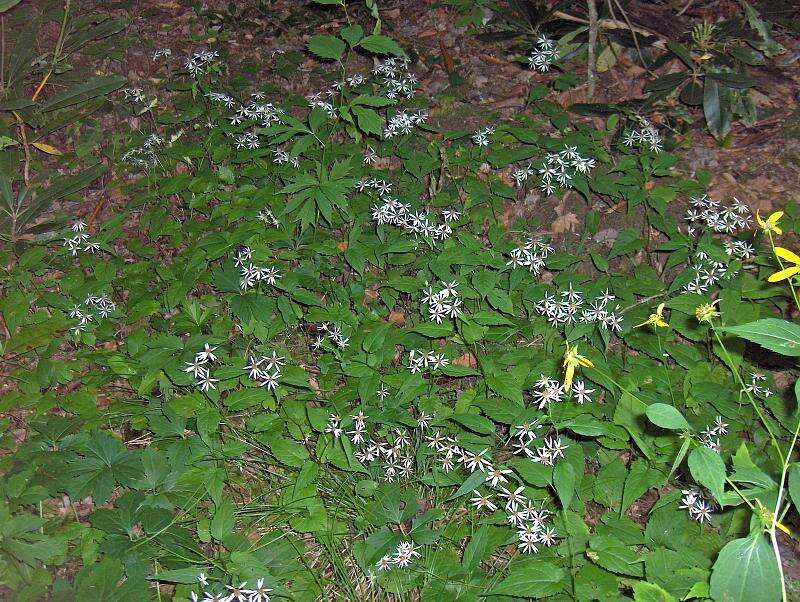 Image of white wood aster