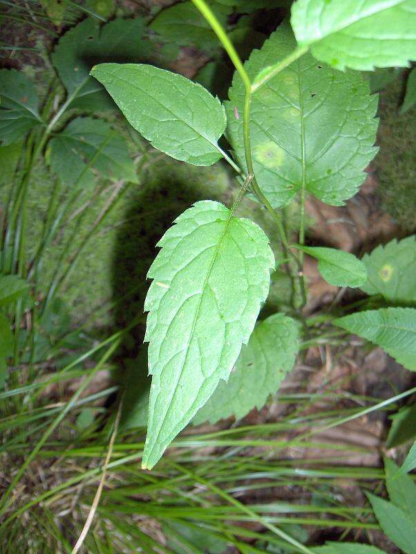 Image of white wood aster