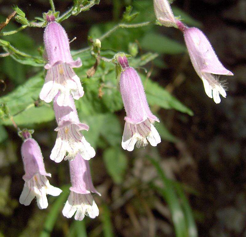 Penstemon canescens (Britt.) Britt. resmi