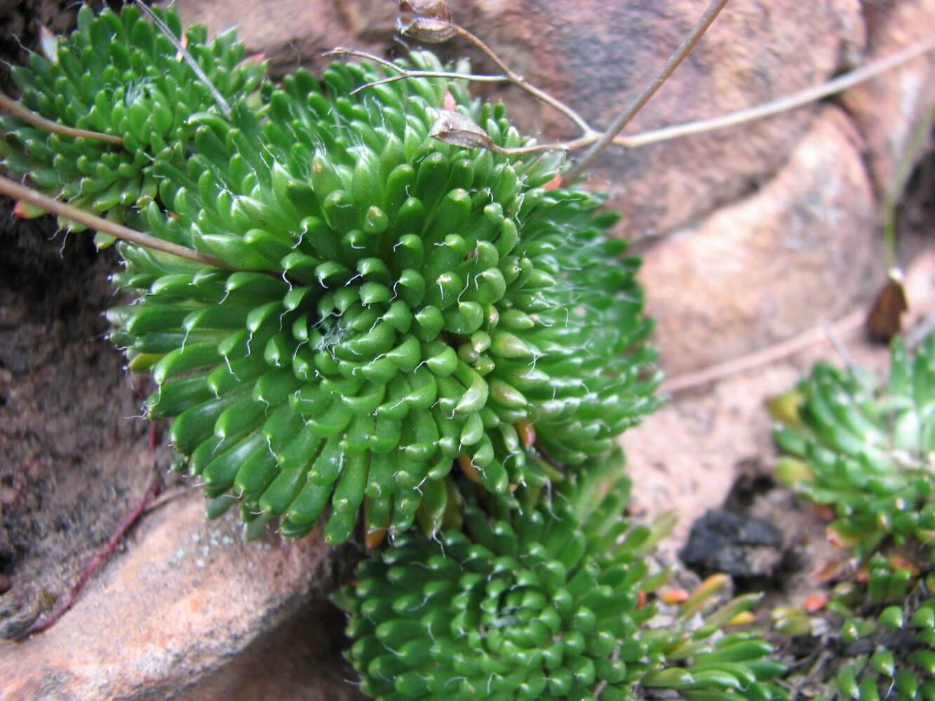 Image of Stylidium soboliferum F. Müll.