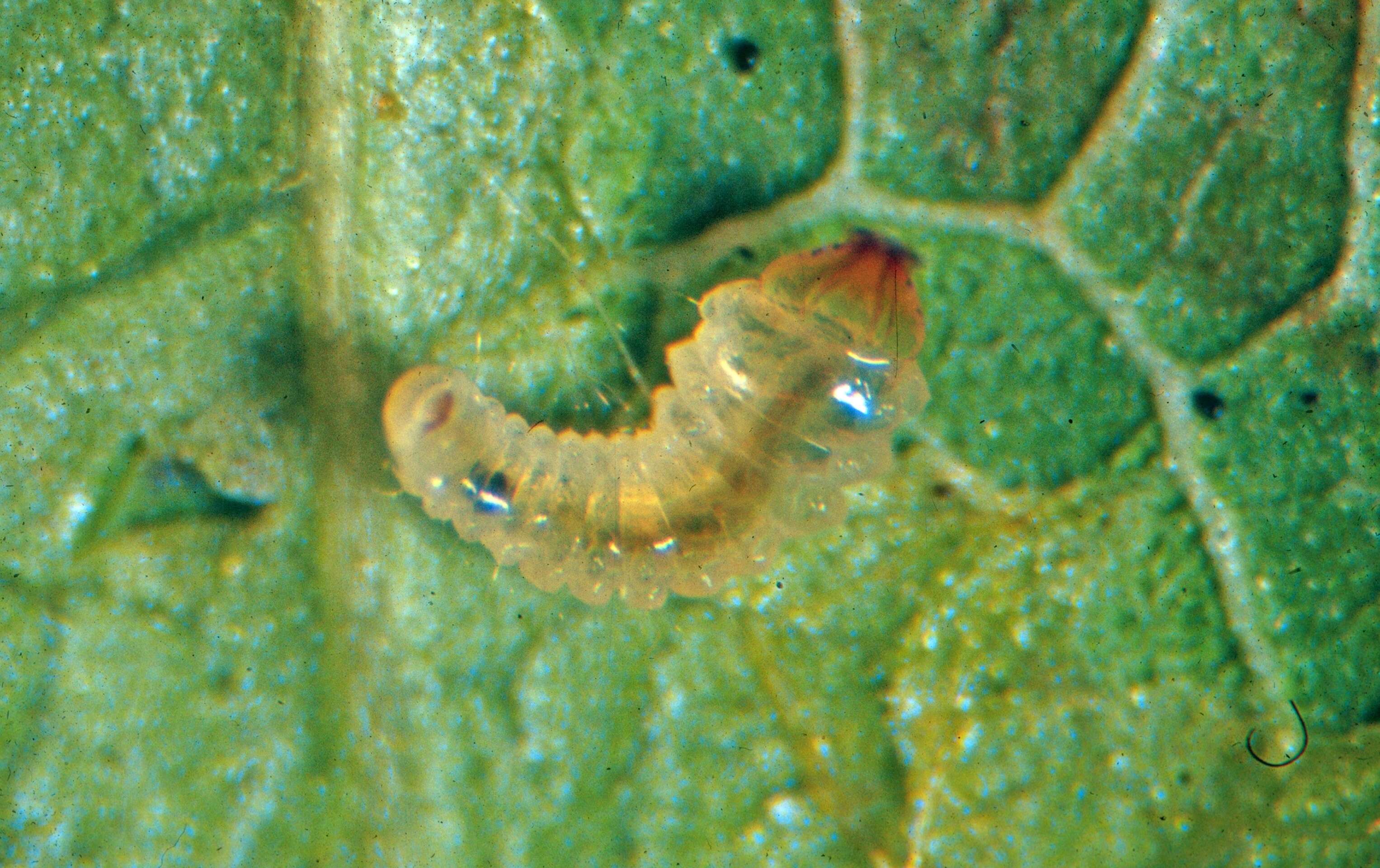 Image of Common Aspen Leaf Miner