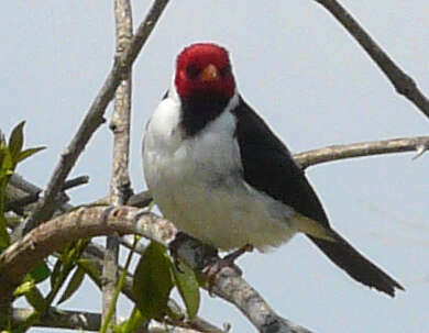 Image of Red-crested Cardinal