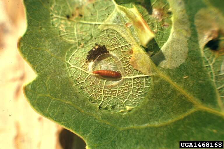 Image of Common Aspen Leaf Miner