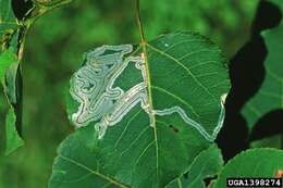 Image of Common Aspen Leaf Miner