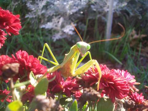 Image of Chinese mantis