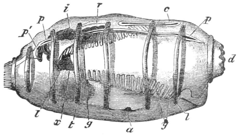 Image of Doliolum Quoy & Gaimard 1834