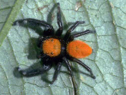 Image of Phidippus apacheanus Chamberlin & Gertsch 1929