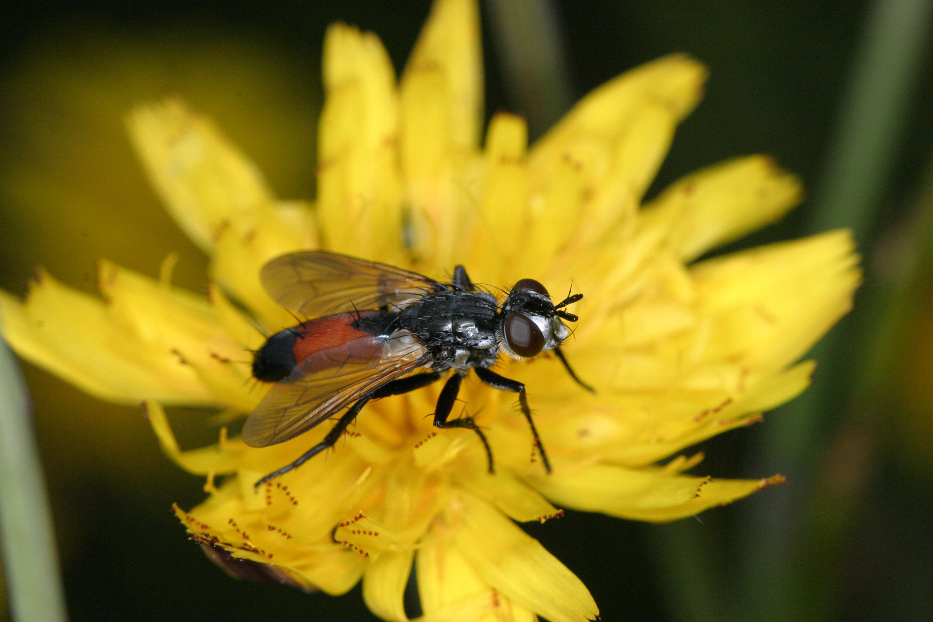 Image of Cylindromyia brassicaria (Fabricius 1775)