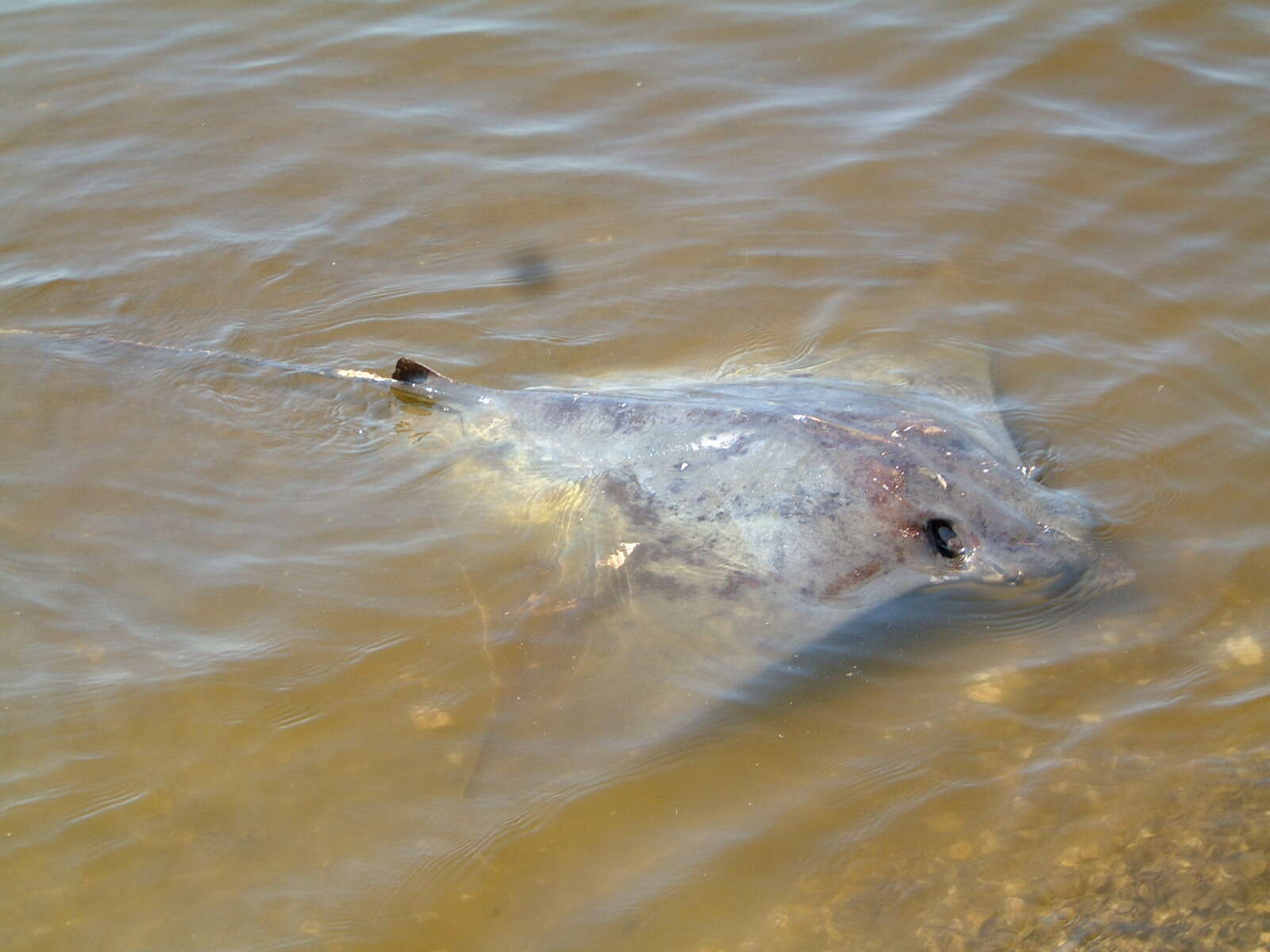 Image of Japanese Eagle Ray