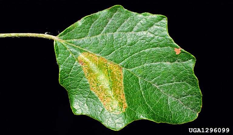 Image of Winter Poplar Midget