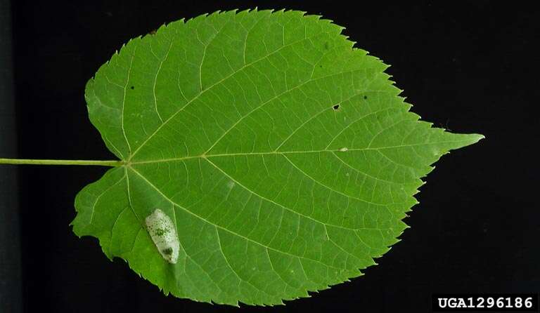 Image of lime leaf miner