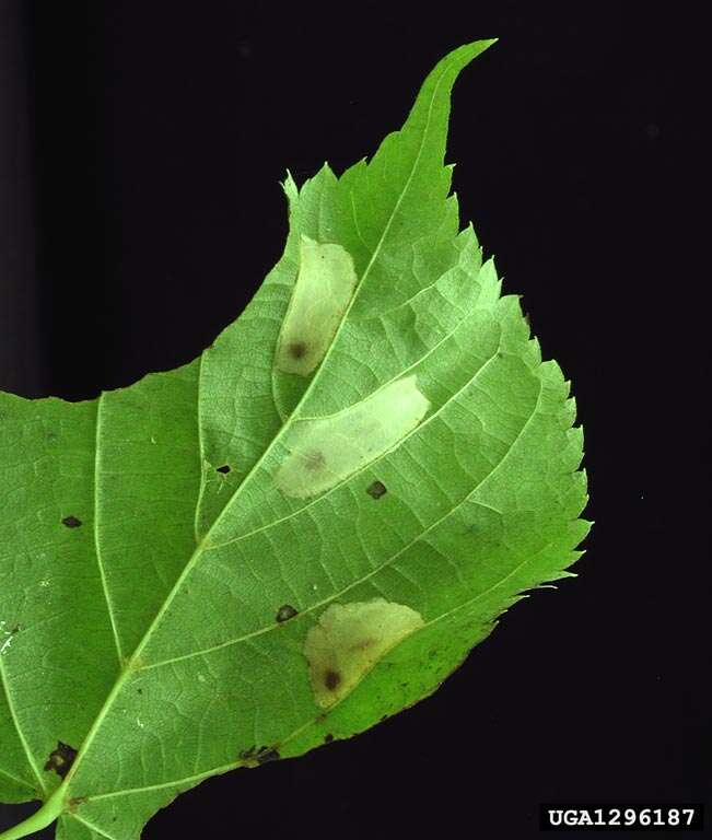 Image of lime leaf miner