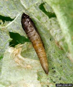 Image of lime leaf miner