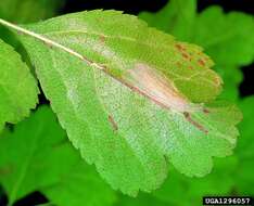 Sivun Phyllonorycter oxyacanthae (Frey 1855) kuva