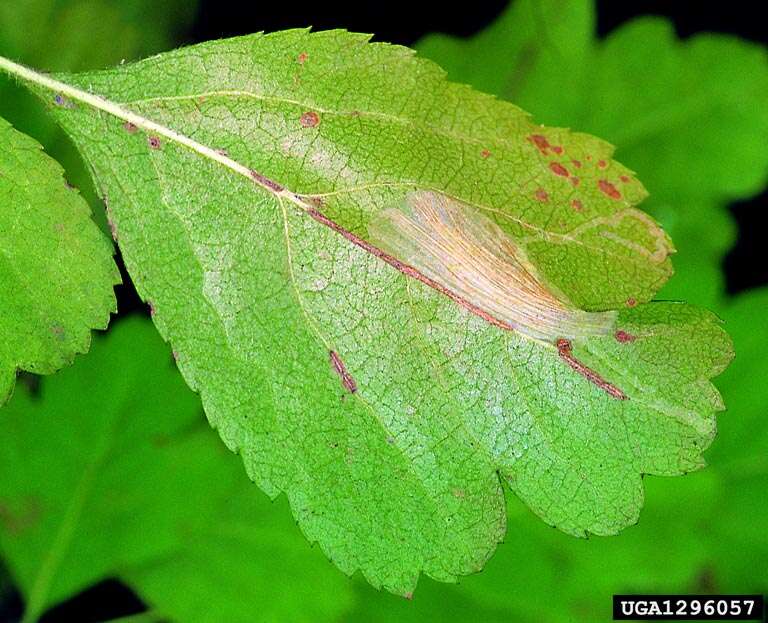 Sivun Phyllonorycter oxyacanthae (Frey 1855) kuva