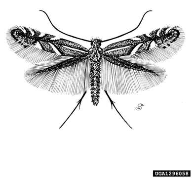 Sivun Phyllonorycter oxyacanthae (Frey 1855) kuva