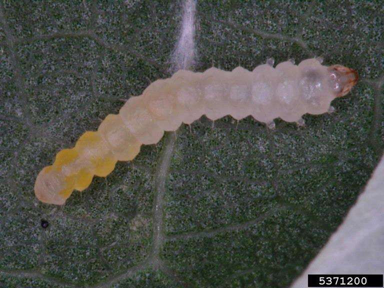 Image of Phyllonorycter roboris (Zeller 1839)