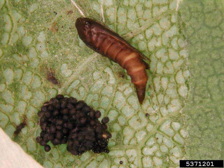 Image of Phyllonorycter roboris (Zeller 1839)