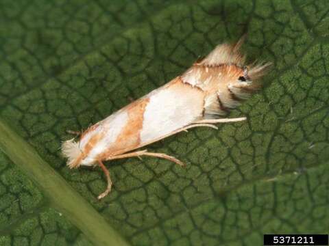 Image of Phyllonorycter roboris (Zeller 1839)