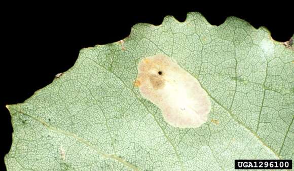 Phyllonorycter sagitella (Bjerkander 1790)的圖片