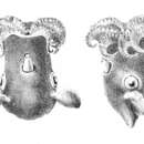 Image of Grimpoteuthis meangensis (Hoyle 1885)