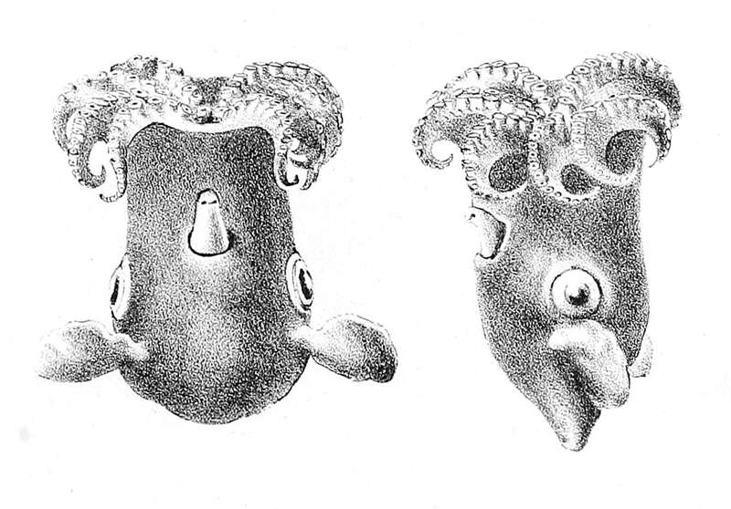 Image of Grimpoteuthis meangensis (Hoyle 1885)