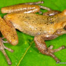 Gastrotheca antoniiochoai (De la Riva & Chaparro 2005)的圖片