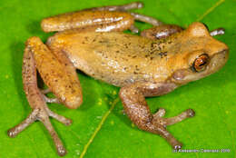 Image of Gastrotheca antoniiochoai (De la Riva & Chaparro 2005)