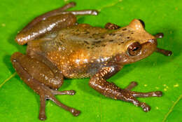 Image of Gastrotheca antoniiochoai (De la Riva & Chaparro 2005)