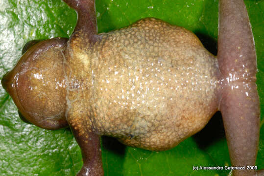 Image of Gastrotheca antoniiochoai (De la Riva & Chaparro 2005)