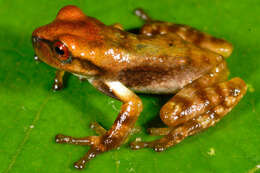 Imagem de Gastrotheca antoniiochoai (De la Riva & Chaparro 2005)