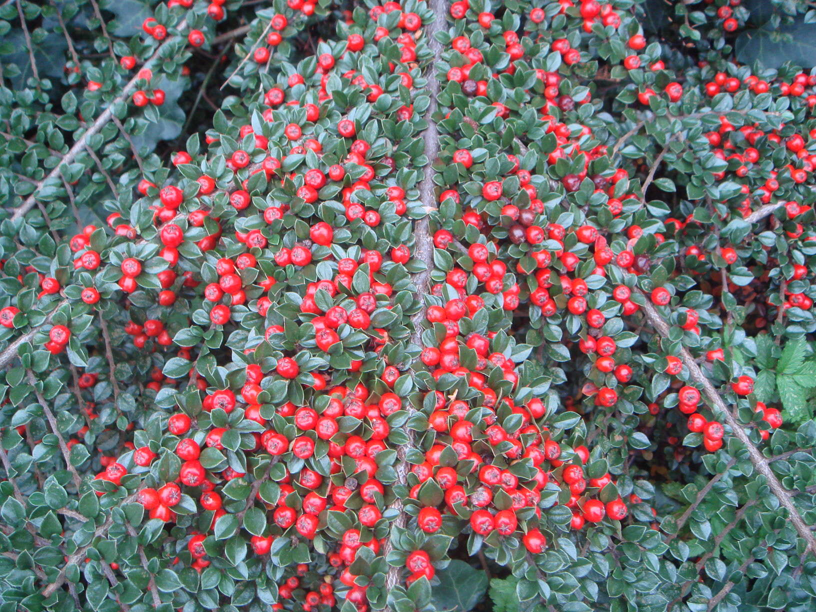 Plancia ëd Cotoneaster atropurpureus K. E. Flinck & B. Hylmö