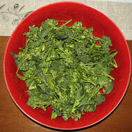 Image of sprouting broccoli