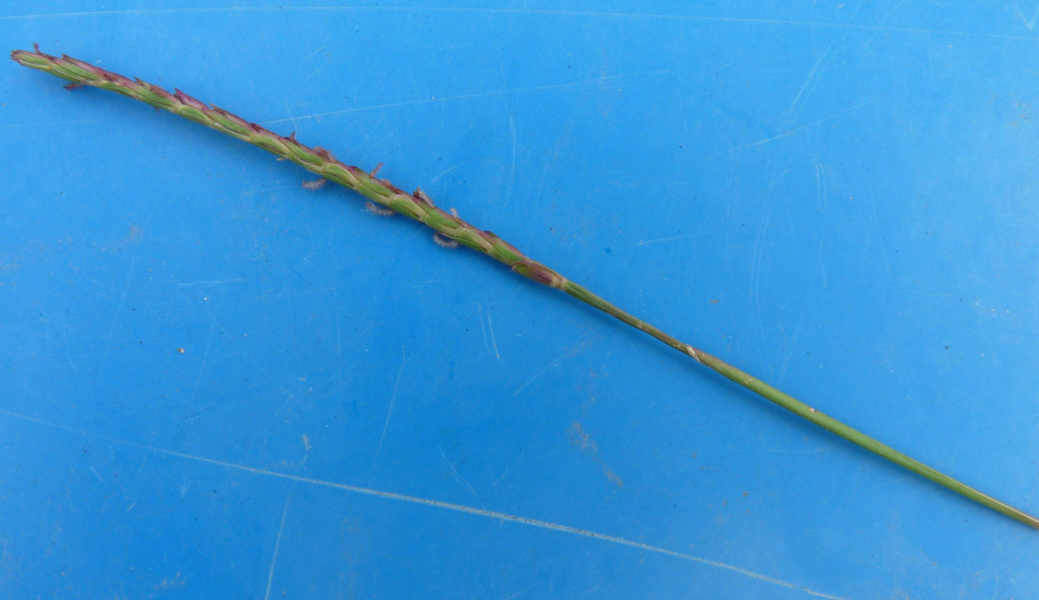 Image of Japanese Zoysiagrass